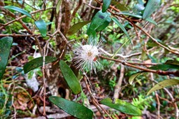 Eugenia buxifolia.bois de nèfles à petites feuilles .myrtaceae.endémique de la Réunion.P1026732
