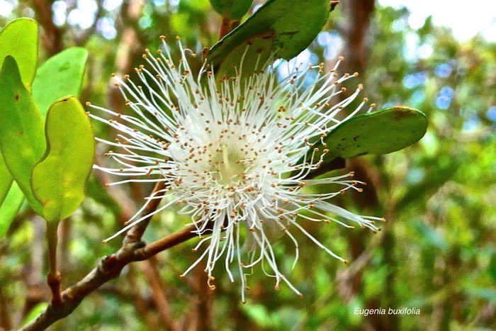 Eugenia buxifolia.bois de nèfles à petites feuilles .myrtaceae.endémique Réunion.P1027446