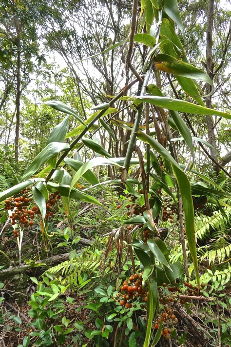 Flagellaria indica.liane jolivave.( avec fruits )flagellariaceae.indigène Réunion.P1027196