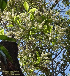 Homalium paniculatum .corce blanc. bois de bassin .salicaceae.endémique Réunion Maurice.P1027161
