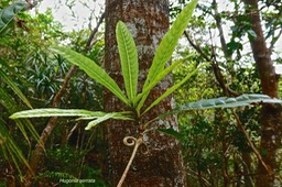 Hugonia serrata .liane de clef. linaceae.endémique Réunion Maurice.P1026793