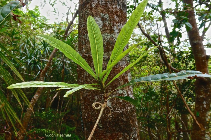 Hugonia serrata .liane de clef. linaceae.endémique Réunion Maurice.P1026793