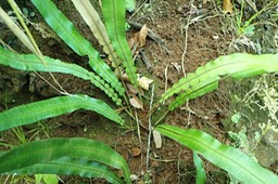jeunes Lomaridium attenuatum