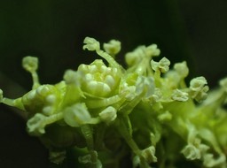 Maillardia borbonica. bois de maman.bois de sagaye.( inflorescence mâle. détail. )moraceae.endémique Réunion.P3170090