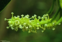 Maillardia borbonica.bois de maman,bois de sagaye .( inflorescence mâle ).moraceae.endémique Réunion. P3170088