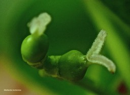 Maillardia borbonica.bois de maman.bois de sagaye.( fleurs femelles, fruits en formation ) moraceae.endémique Réunion.P3170127