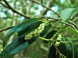 Maillardia borbonica.bois de maman.bois de sagaye. (inflorescence mâle en boutons )moraceae.endémique Réunion. P3170078