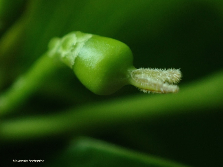 Maillardia borbonica.bois de maman;bois de sagaye.( fruit en formation  )moraceae.endémique Réunion.P3170123