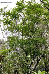 Ochrosia borbonica .bois jaune. apocynaceae. endémique Réunion Maurice. P1027382