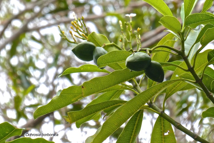 Ochrosia borbonica .bois jaune. ( fleurs et fruits ) .Apocynaceae.endémique Réunion Maurice .P1026716