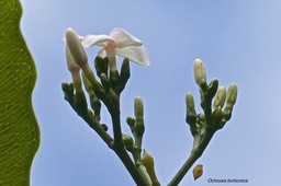 Ochrosia borbonica.bois jaune . (inflorescence ) apocynaceae.endémique Réunion Maurice .P1026697