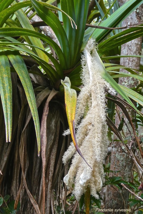 Pandanus sylvestris. petit vacoa. pimpin.(inflorescence maâle ) pandanaceae.endémique Réunion .P1027095