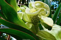 Pandanus sylvestris. pimpin. petit vacoua. ( inflorescence femelle ) pandanaceae. endémique Réunion. P1026653