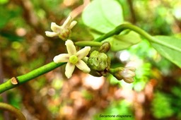 Secamone dilapidans. liane de lait. (fleurs à pétales charnus )apocynaceae.endémique Réunion Maurice.P1026669
