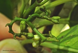 Secamone dilapidans.liane de lait.( avec boutons floraux )apocynaceae.endémique Réunion Maurice .P3170102