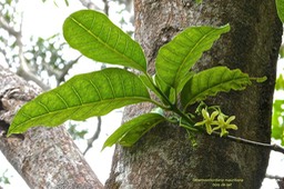 Tabernaemontana mauritiana. bois de lait. (feuillage et inflorescence )apocynaceae.enndémique Réunion Maurice.P1027403