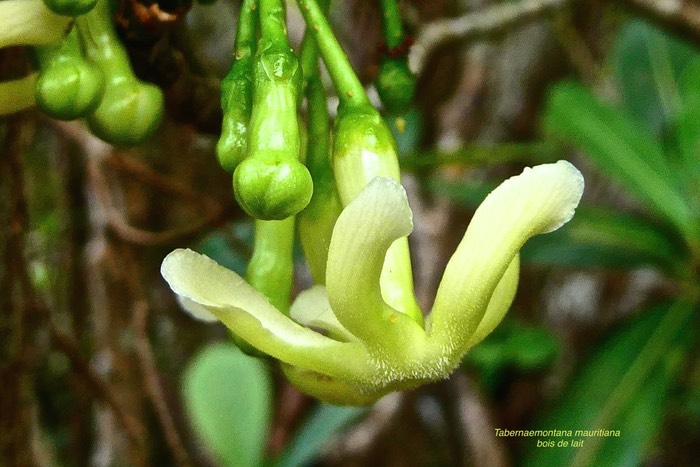 Tabernaemontana mauritiana. bois de lait. ( inflorescence détail  ) apocynaceae.endémique Réunion Maurice.P1027391