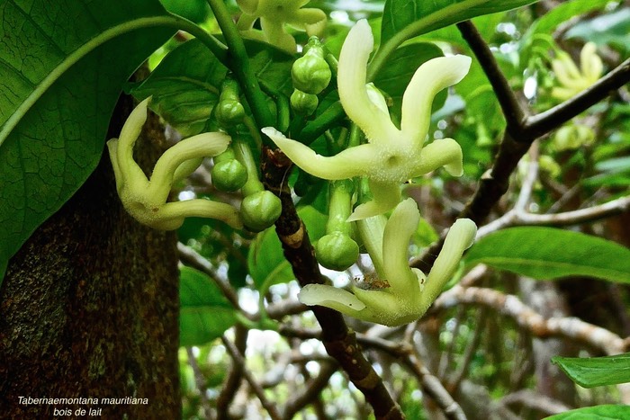 Tabernaemontana mauritiana.bois de lait.( fleurs )apocynaceae.endémique Réunion Maurice.P1027396