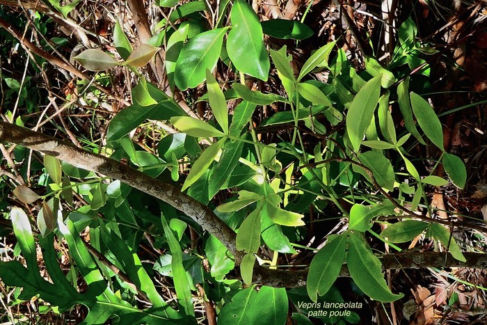 Vepris lanceolata.bois Saint Leu.patte poule.rutaceae;indigène Réunion.P1027241