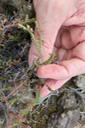 Insecte collé sur Erica galioides - Thym marron - ERICACEE Endémique