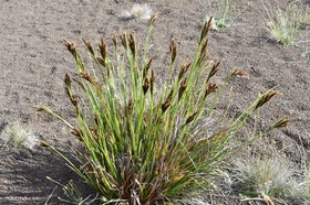 Carex borbonica - Laîche de Bourbon - CYPERACEAE - Endémique Réunion