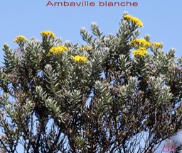 Ambaville blanche- Hubertia tomentosa- Astéracée - B