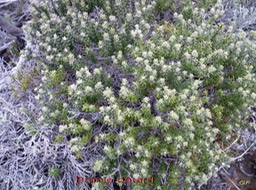 Branle bâtard- Phylica nitida - Rhamnacée - BM