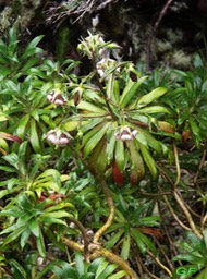 Heterochaenia ensifolia - Campanulacée - B