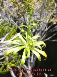 Heterochaenia ensifolia - Boutons floraux