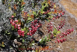 Petit Bois de rempart - Agarista buxifolia- Ericacée - B