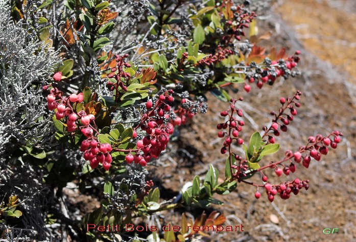 Petit Bois de rempart - Agarista buxifolia- Ericacée - B