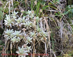 Petit velours- Helichrysum arnicoides- Astéracée - B