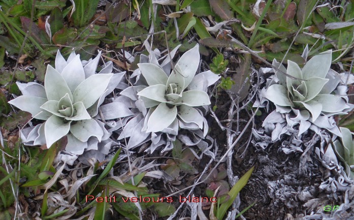 Petit velours blanc - Helichrysum arnicoides- Astéracée - B