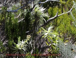 Velours blanc- Helichrysum heliotropifolium - Astéracée - B