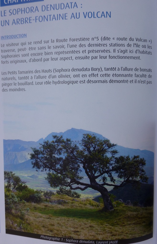 le Sophora denudata un arbre fontaine au Volcan (1)