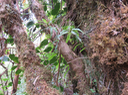 15 Angraecum ondulatum (on distingue les fruits)