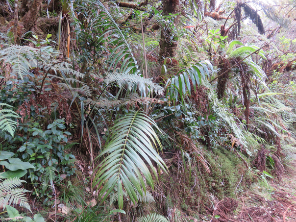 3 Acanthophoenix rubra (Bory) H. Wendl - Palmiste rouge - Arecaceae - La Réunion. Maurice.