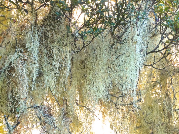 Usnea barbata.usnée barbue .barbe de Jupiter. ( lichen ).parmeliaceae. P1015144