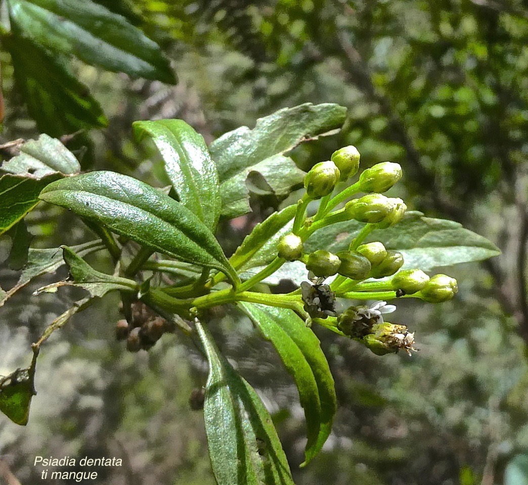 Psiadia dentata.ti mangue .bois collant.asteraceae.endémique Réunion.P1010699