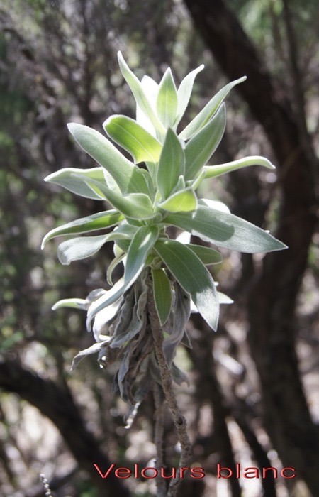 velours-blanc--helichrysum med