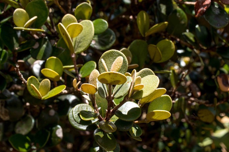 Bois de nèfle à petites feuilles (Eugenia buxifolia) feuilles