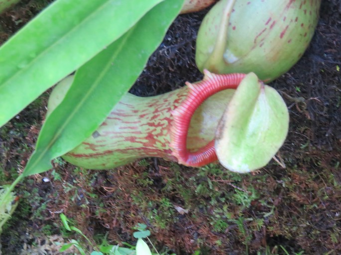 5. Nepenthes ... IMG_2987.JPG