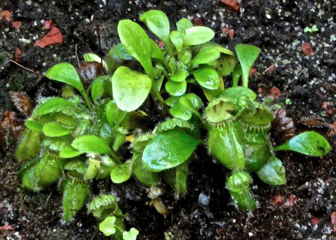 Cephalotus follicularis . cephalotaceae.originaire d'Australie.P1031083