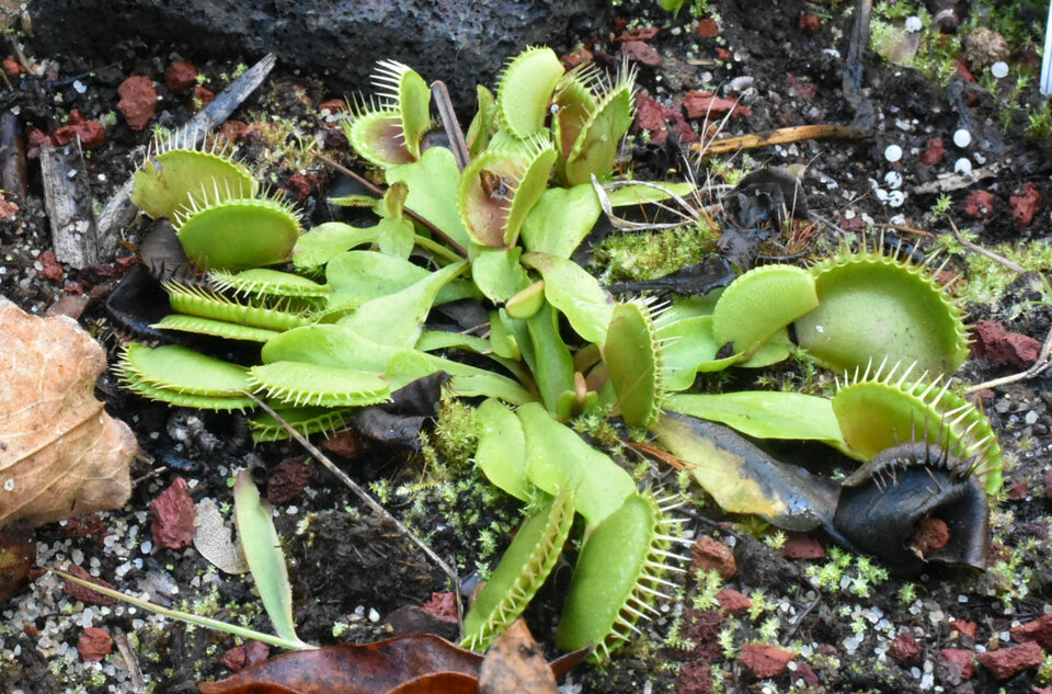 Dionaea muscipula - attrape-mouche de Vénus - DROSERACEAE - Amérique du Nord - MB2_7038b