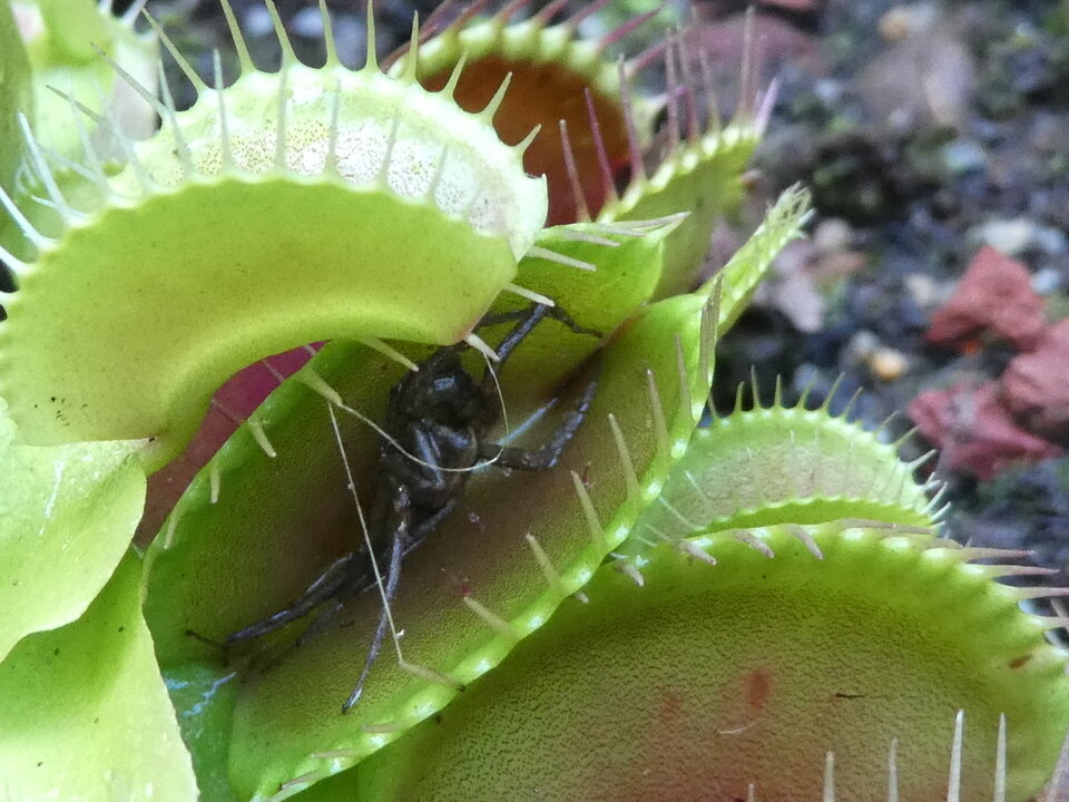 Dionaea muscipula - attrape-mouche de Vénus - DROSERACEAE - Amérique du Nord - P1040620