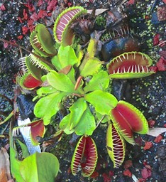 Dionea muscipula.droseraceae.originaire d'Amérique du Nord.P1030975