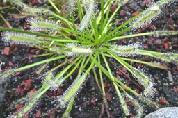 Drosera capensis.droseraceae. originaire d'Afrique du Sud.P1030983