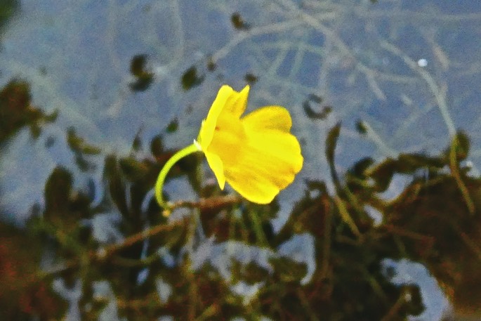 fleur d' Utriculaire émergeant au dessus de l'eau P1030947