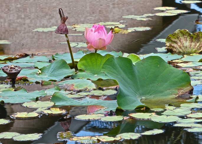 Lotus . Nelumbo nucifera P1031146