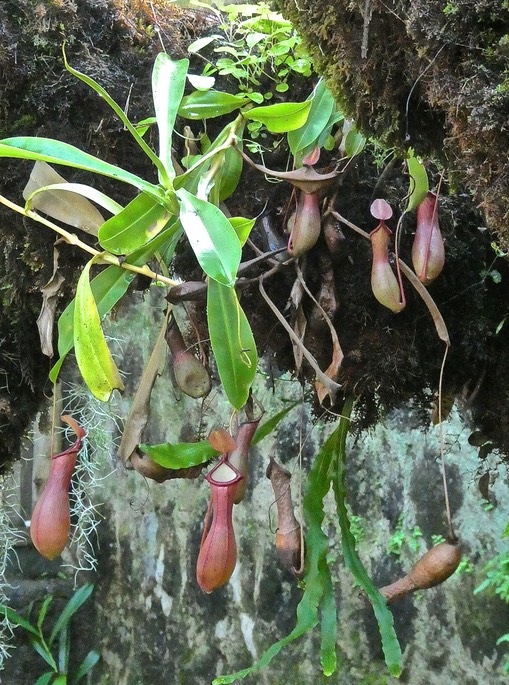 Nepenthes  .   Nepenthaceae. plante carnivore à piège passif .P1031063